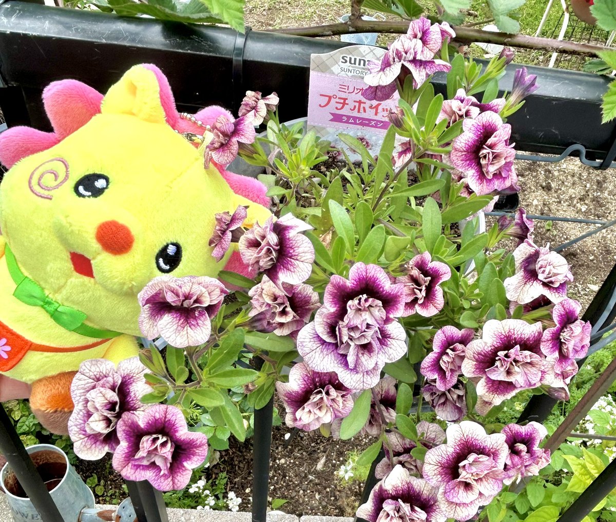 ゆゆ アイコン考え中 ゆっくりJUMP tweet media