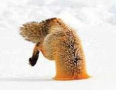 二代目蘿蔔 tweet media