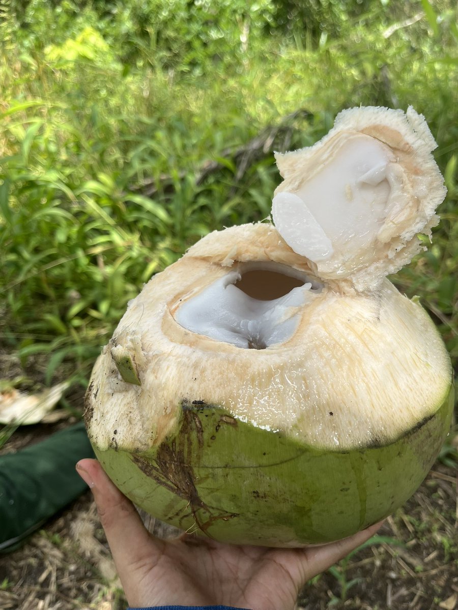 Kelapa muda dari kebun sendiri rasanya lebih manis 🌱