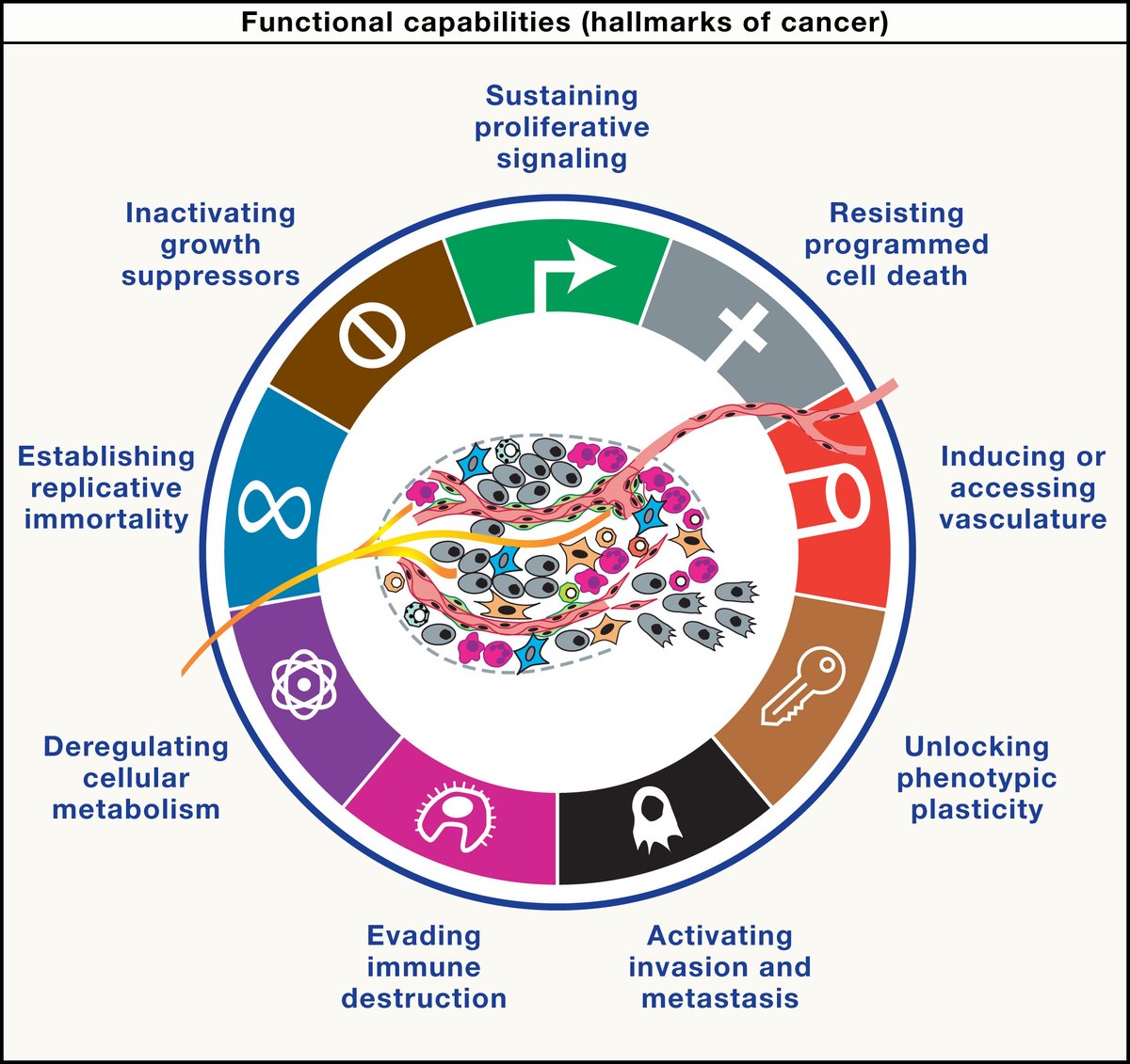 manuelacasasoli's tweet image. The first article I suggest in this interesting list is "Hallmarks of #Cancer—Then and Now, and Beyond".
Read it if you have time!

"Few diseases have challenged scientists and clinicians as persistently as cancer. Tumors arise from our own cells, yet they evolve into complex and