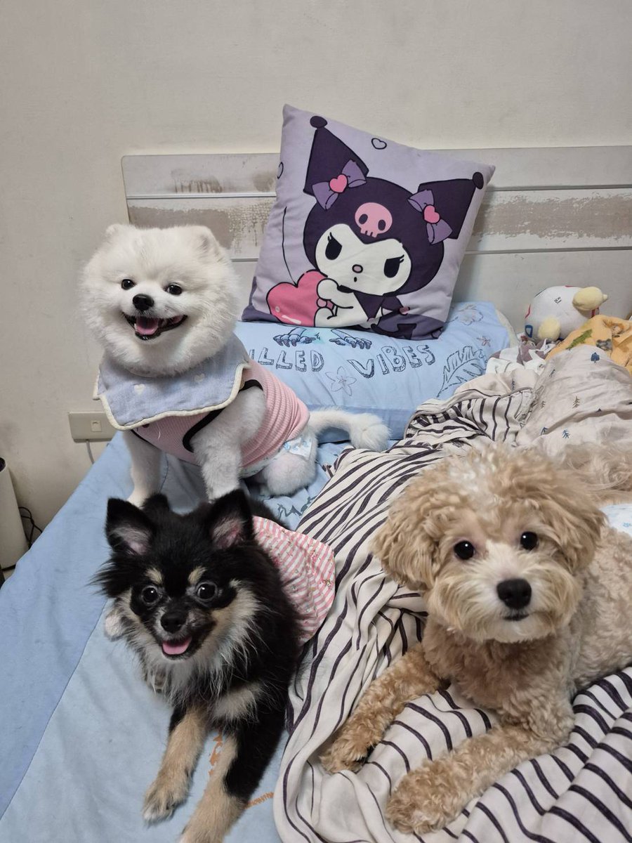 mini1140306's tweet photo. 搞怪3兄妹 https://t.co/hh05CCtnm1