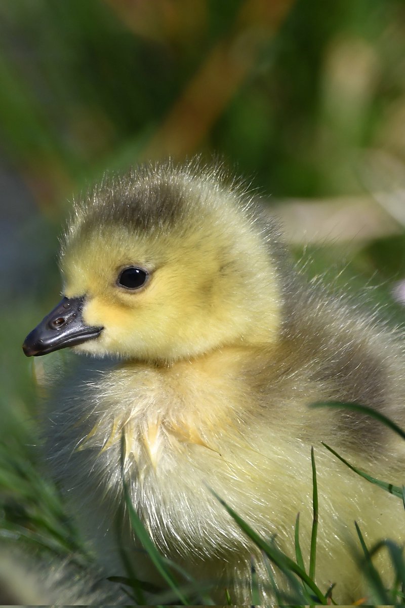 nealesmithworld's tweet image. Canada Goose Gosling 
Bude Cornwall 〓〓
#Bude #Cornwall 
#CanadaGoose 
#CanadaGeese 
#Gosling