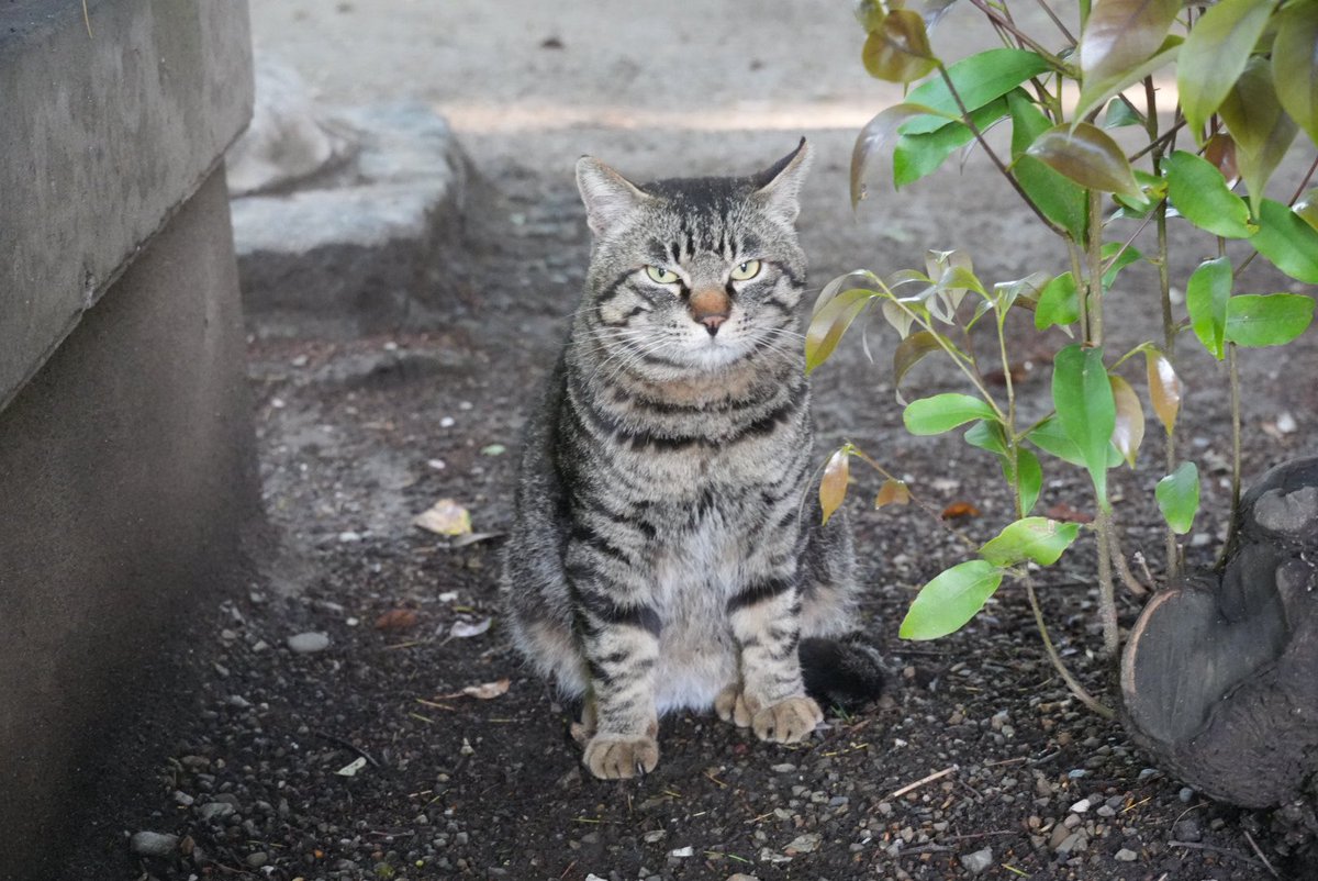 ほのぼのトロ tweet media