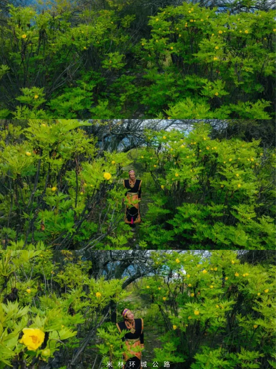 TibetNews11's tweet image. Il Primo Maggio è alle porte! Non perdete questa guida per ammirare le grandi #peonie gialle a Milin, in #Tibet!