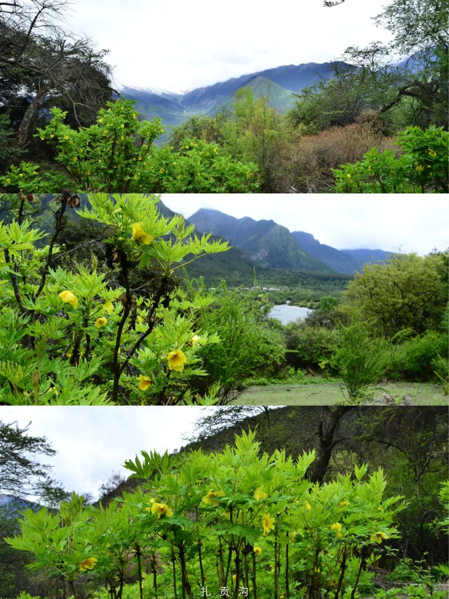 TibetNews11's tweet image. Il Primo Maggio è alle porte! Non perdete questa guida per ammirare le grandi #peonie gialle a Milin, in #Tibet!