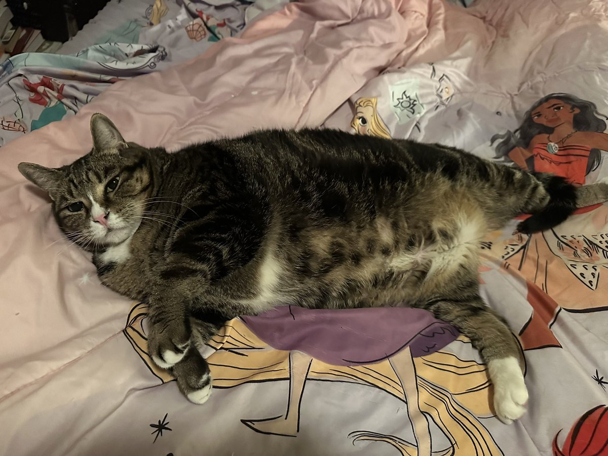 oreokittykat's tweet image. Hello friends ❤️ Lily hopes you have sweet dreams 😸💤 #mondaythoughts #catsoftwitter #CatsOnX