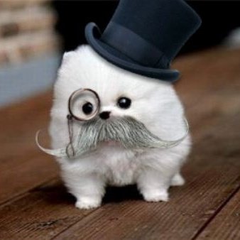 tonia tweet media