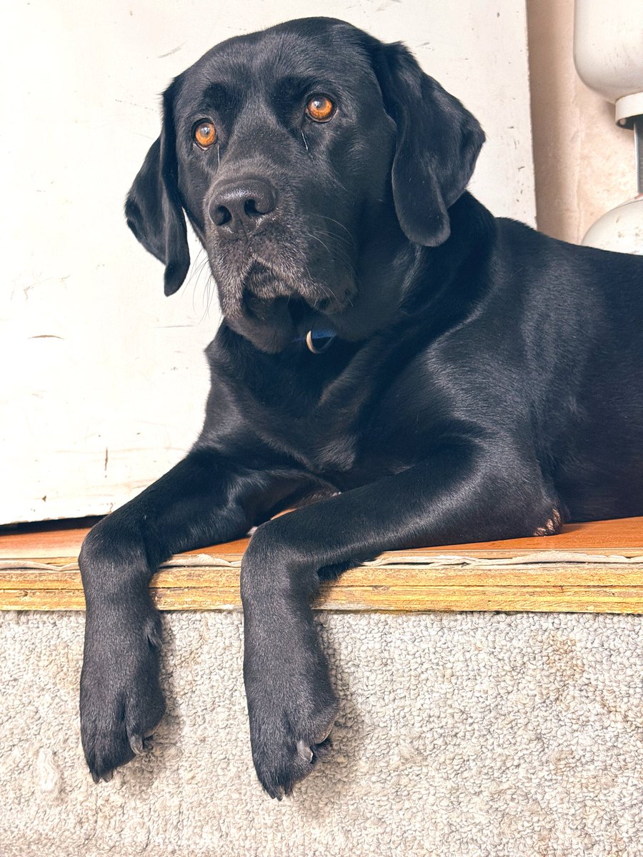 Jake72545474's tweet image. Jake at the top of the stairs…waiting for dad to take him for a walk. 🇨🇦
#Black #Labrador #Retriever #Calgary