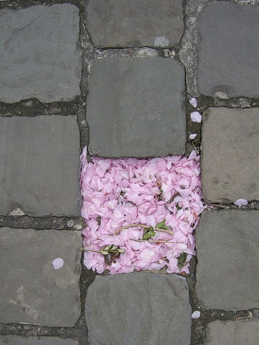 T. Gözde Pelister tweet media