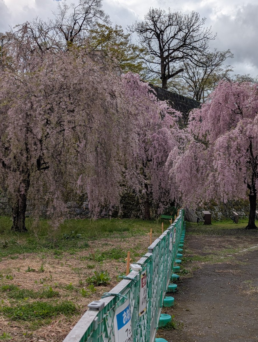 智チーター🐈 tweet media