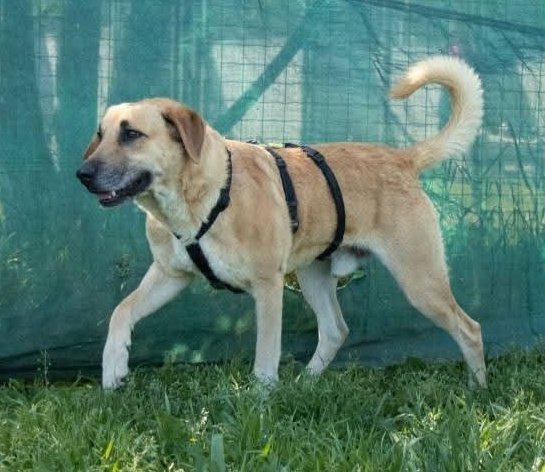 4 Zampe in Volo Aps tweet media