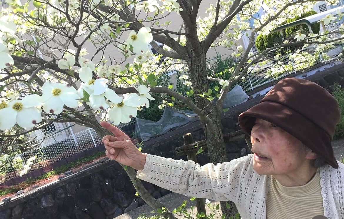 #開成町
#介護付き有料老人ホーム 
#ザ・プライム 

中家村公園までドライブに行って来ました
😊園内を1周歩き綺麗に咲いているハナミズキも鑑賞✨

お天気も良く心地よい風が吹いていました！

ittokai.or.jp