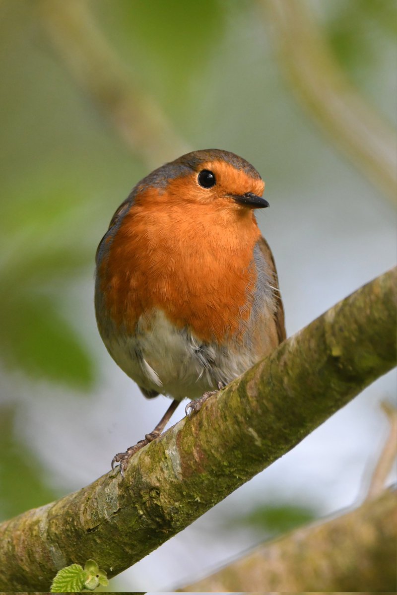 nealesmithworld's tweet image. Robin 
Bude Cornwall 〓〓
#Bude #Cornwall 
#Robin
