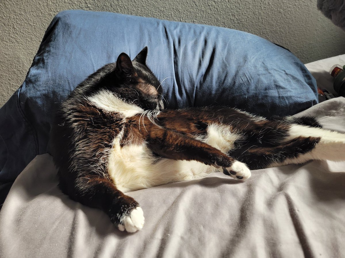 my cats 2028 tweet media