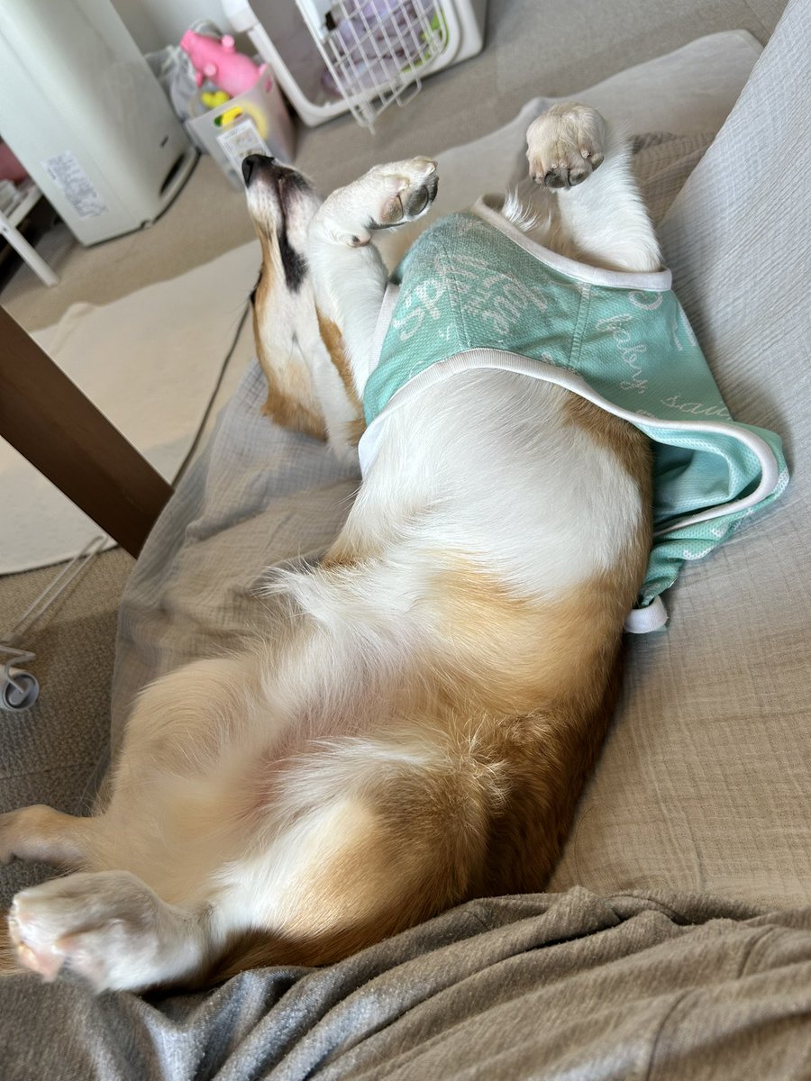 corgi_ridill's tweet photo. 世間はもうGWなんですか？
まあうちはカレンダー通りだし、特に予定は入れて無いけど1日くらいはリディル連れて大きな公園とか行きたいと思っています。
今日は夕方留守番させるため、昼寝させたくないんだけど、絶対に寝てやるの圧がすごい…
#コーギー
#コーギーのいる暮らし https://t.co/yxqOrjrtAR