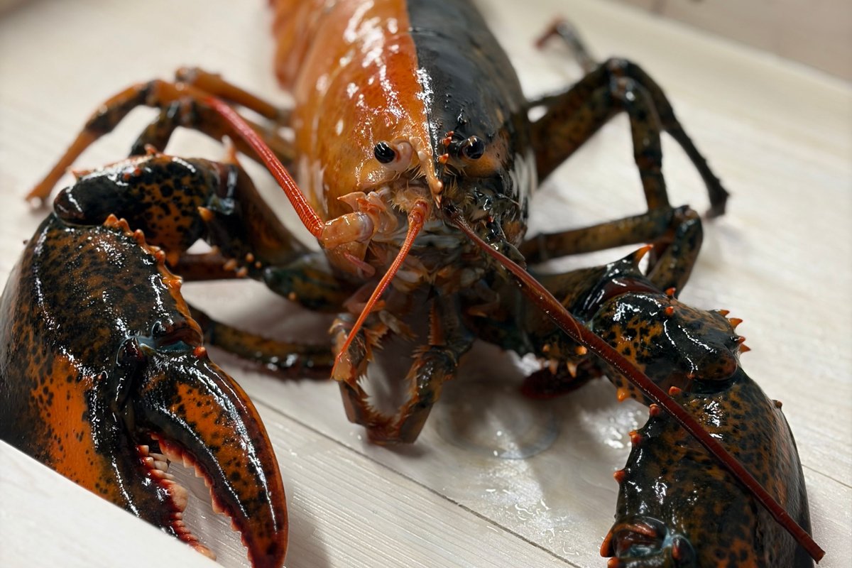 DeccanChronicle's tweet image. A CapeCod seafood company has donated a rare two-colored #lobster to a science center, sparing the critter from the kettle because of its remarkable coloration. The lobster found is the typical brown color on one side and bright orange on the other, and the two-toned pattern goes
