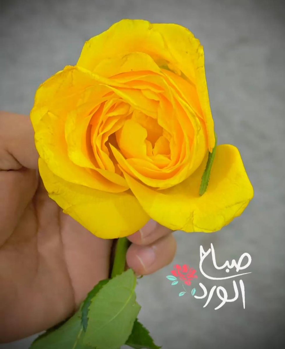 أبو خالد tweet media