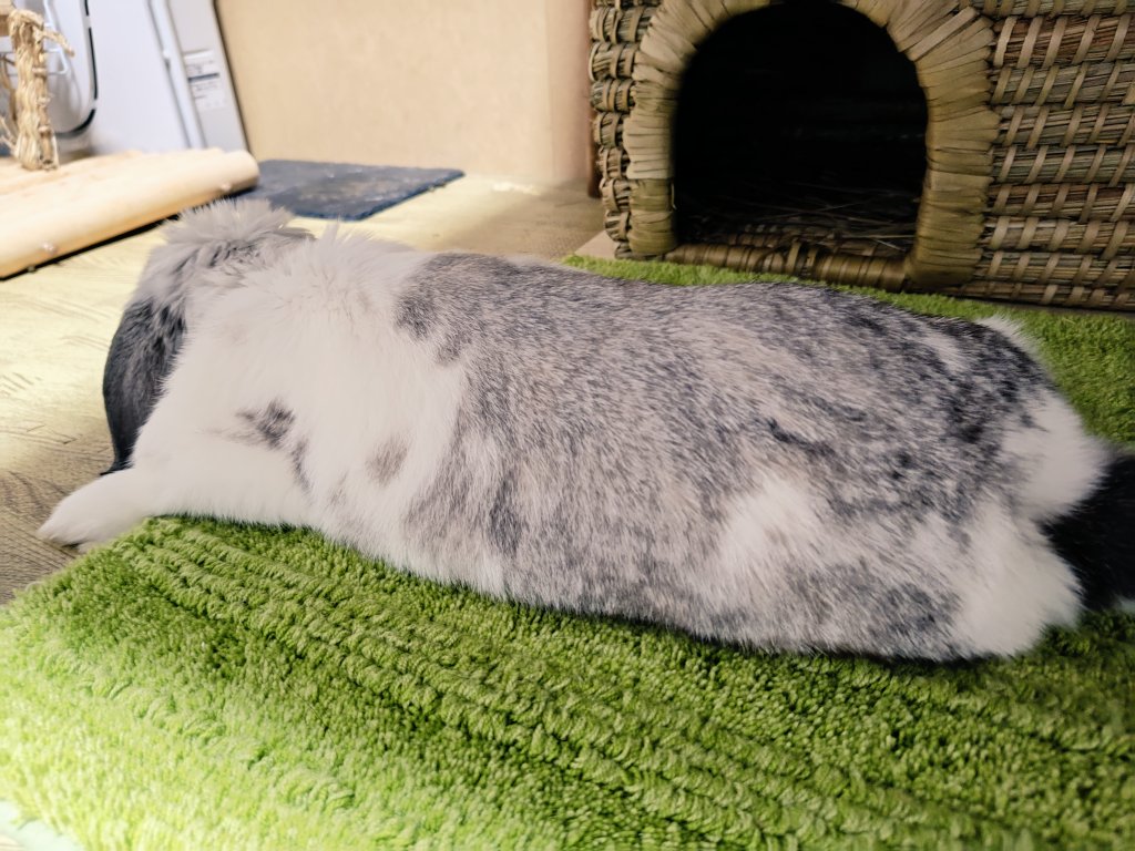 むみすけ tweet media