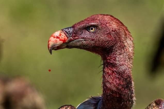 sagarGbsp's tweet image. दलितों की लाशों पर सियासत का महल खड़ा करने वाले ये गिद्ध 70 साल से खून चूस रहे हैं। अब फिर नकली आंसू बहाकर वोट मांग रहे हैं। सावधान रहो बहुजन समाज - इस बार वोट नहीं, इनकी सियासत की चिता जलानी है। BSP ही एकमात्र इलाज है इन गिद्धों का। #BSP #JaiBhim