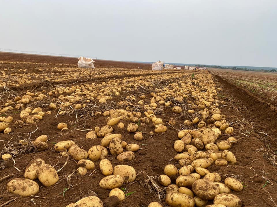 potatosystem1's tweet image. Brazil: Potato Prices Surge Amidst Harvest Slowdown #potatoes #vegetable #agriculture #farming #vegetables #farmingphotography #freshproduce #agribusiness #fruitsandvegetables #crops #food #freshfood #foodsecurity
potatoes.news/brazil-potato-…