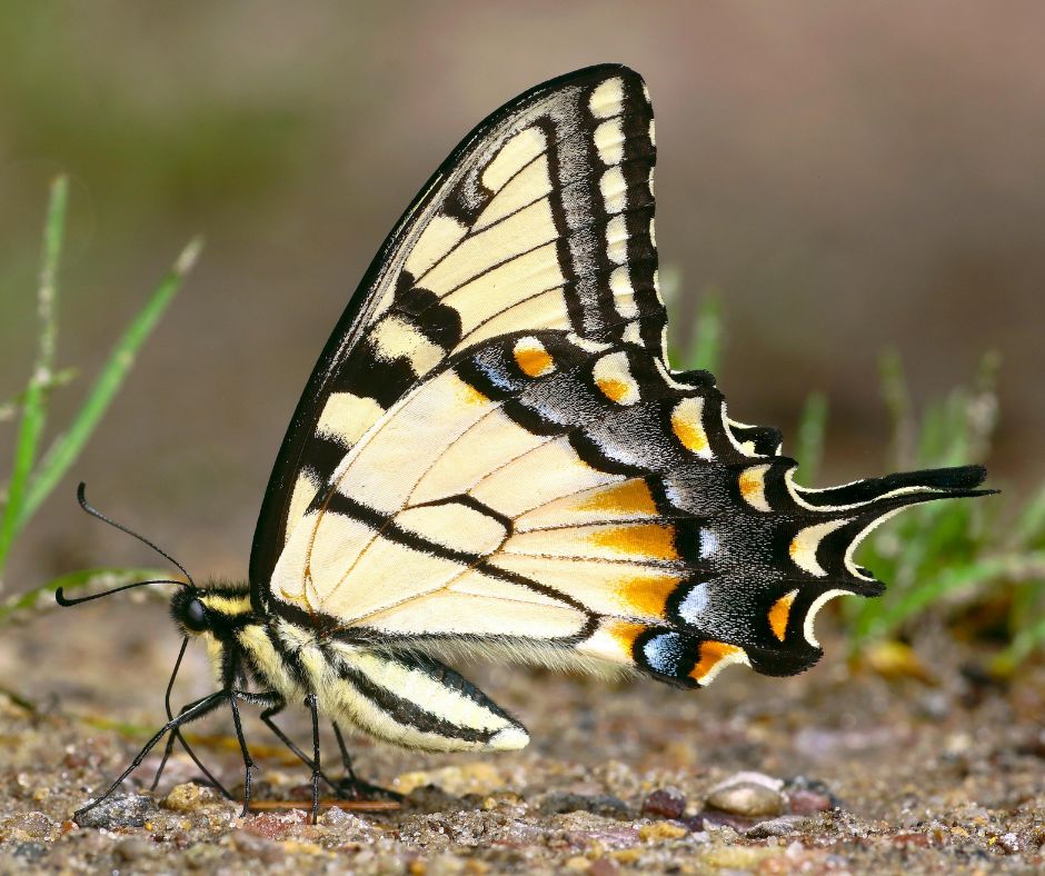 KGMResorts's tweet image. The Philippines hosts 900+ butterfly species, many endemic. 🦋
 These colorful pollinators are vital to ecosystems—and need protection.
 Explore their world.
kgmresorts.com/post/butterfli…
 #Butterflies #Biodiversity #Philippines