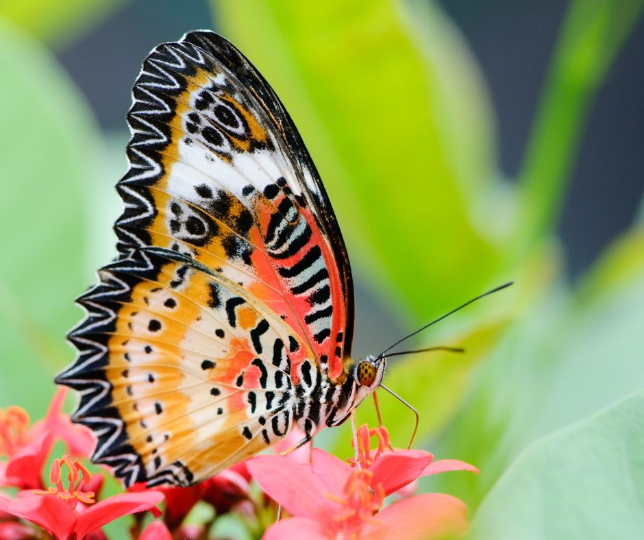 KGMResorts's tweet image. The Philippines hosts 900+ butterfly species, many endemic. 🦋
 These colorful pollinators are vital to ecosystems—and need protection.
 Explore their world.
kgmresorts.com/post/butterfli…
 #Butterflies #Biodiversity #Philippines
