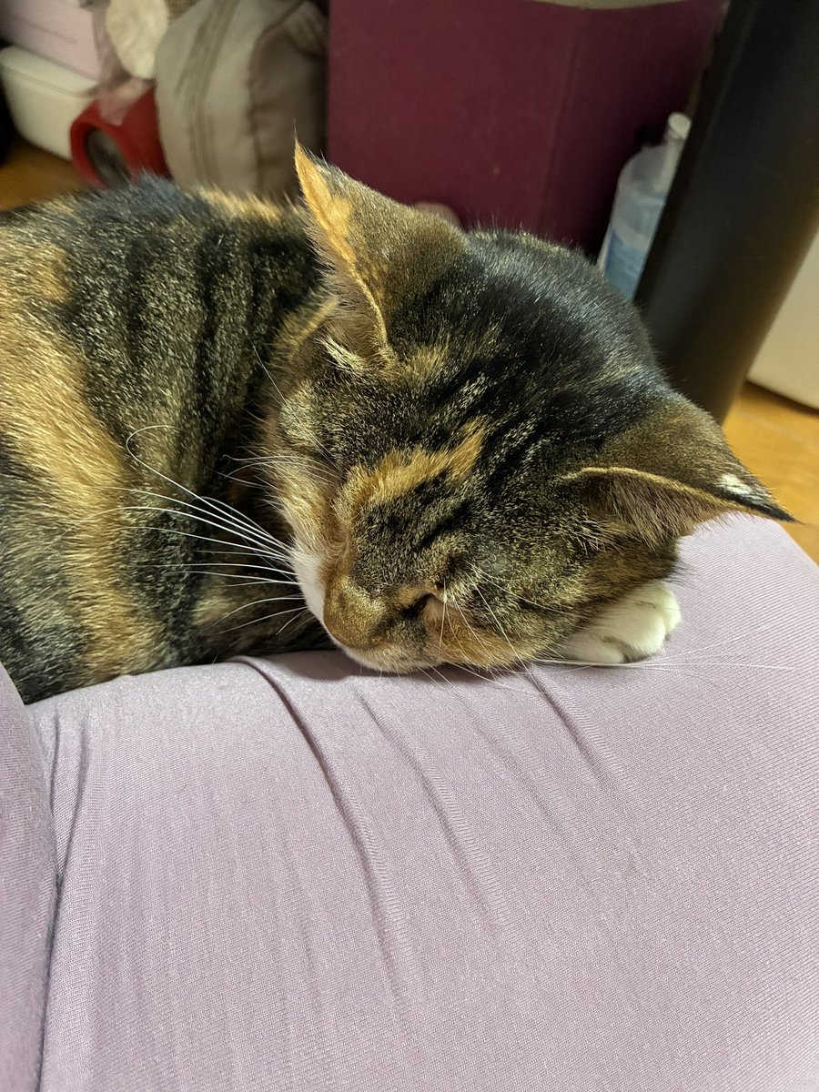 ゆこくま tweet media