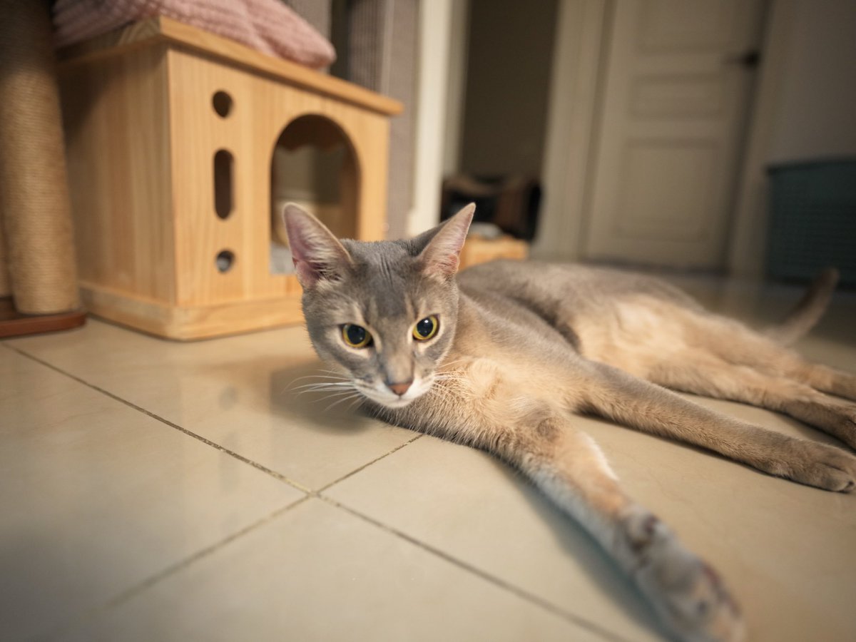 Kun Weibo update

“Wishing 🍪 King a long and boundless life 🎂 Always be a handsome Cat king who doesn’t like to listen to me but is very good at playing hard to get 🎂🎂🎂”

HAPPY BIRTHDAY COOKIE