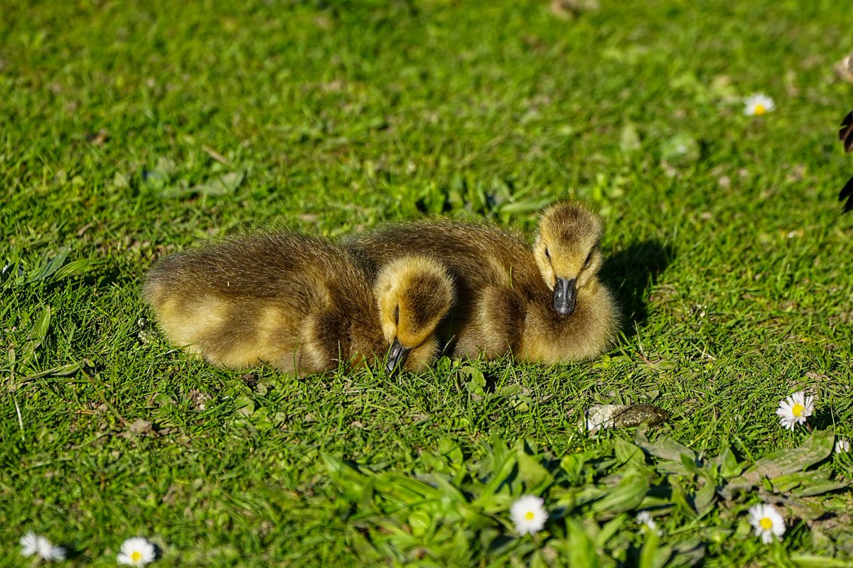 SkykidLan's tweet image. Golden hour In Vancouver tonight.
#Vancouver 🇨🇦