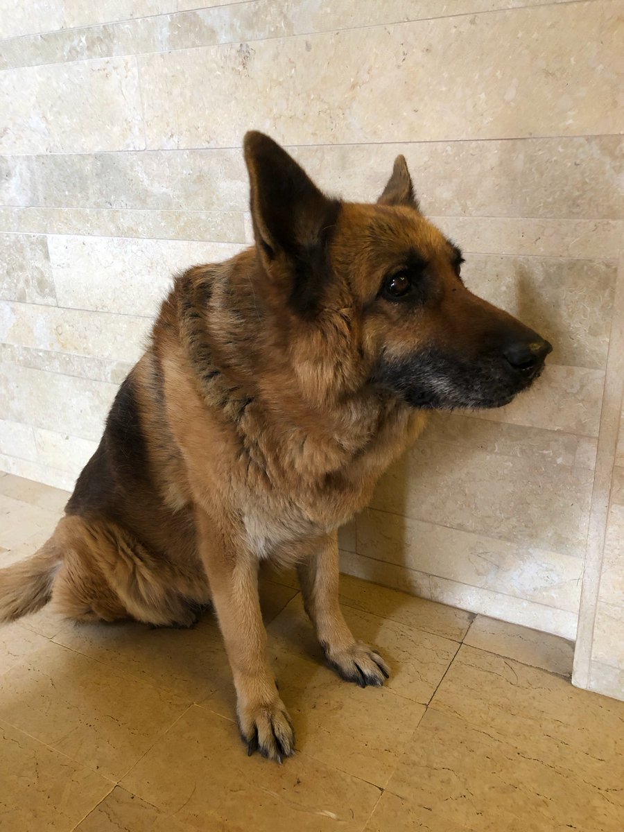 marie_nassar's tweet image. Good morning X-Friends…Happy Tuesday 🌸🍃☕️🐕🧡🤎
My photo 📸

#TuesdayMorning 🌸 #CoffeeTime ☕️ #DogsLover 🐕 #StayPositive 💞 #BeKindAlways 💐 #PeaceAndLove 🕊️