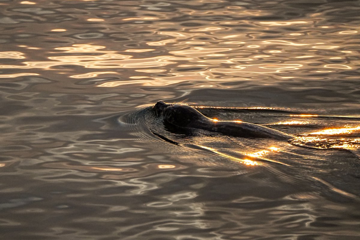 SkykidLan's tweet image. Golden hour In Vancouver tonight.
#Vancouver 🇨🇦