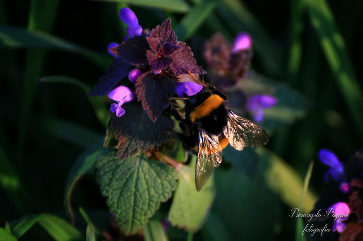 @ferrarisergio4 tweet media