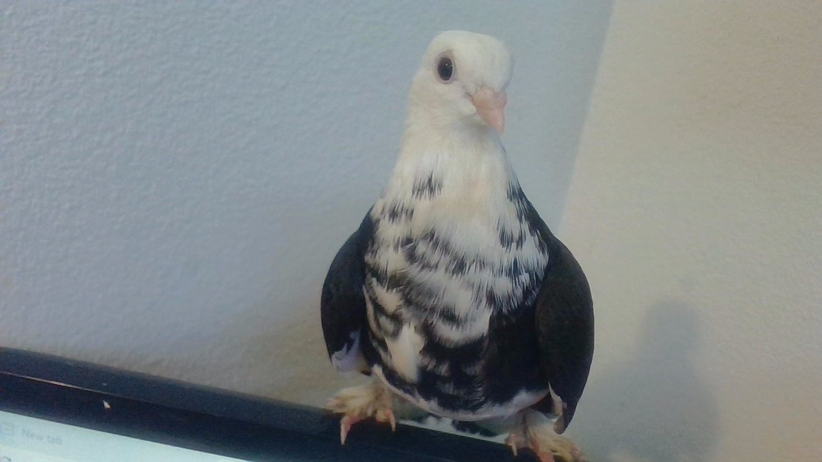 LufinaLulufina's tweet image. My baby Peanut. Look at those bubbly eyes! That tiny pink beak! Her pudgy cheeks! She might have a case of mild avian/pigeon dwarfism. Love this sweetie to bits. 😍🥰

#Pigeon #Pets #Cute