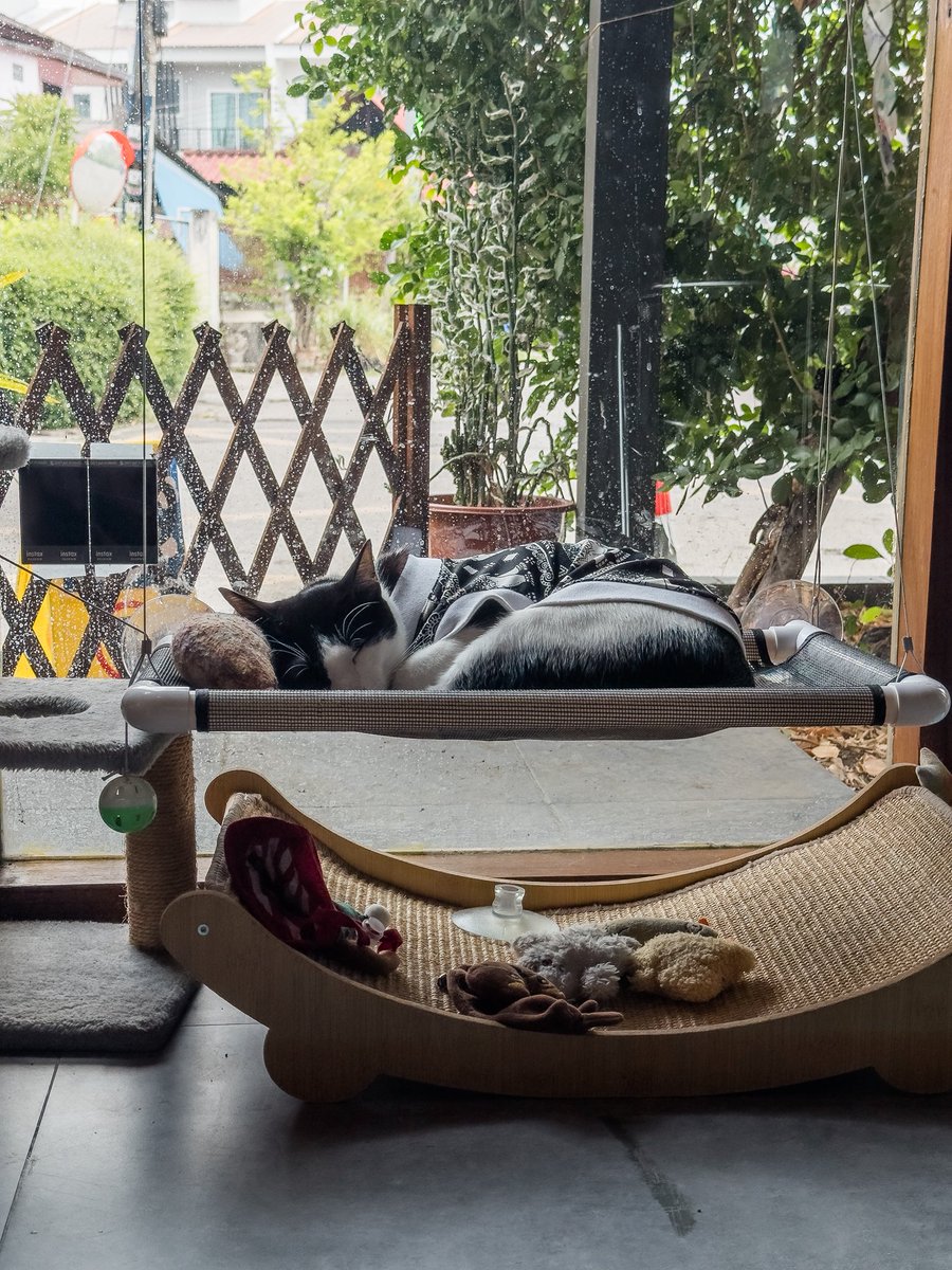 Alpha Cat tweet media