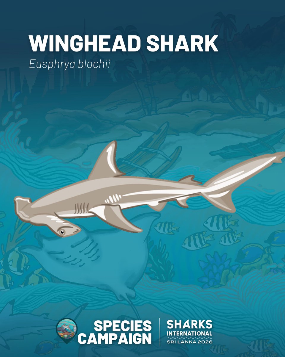 Sharks International 2026 tweet media