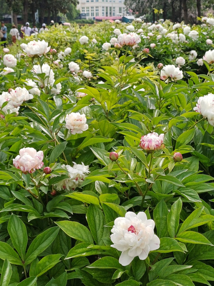 Peony~💕