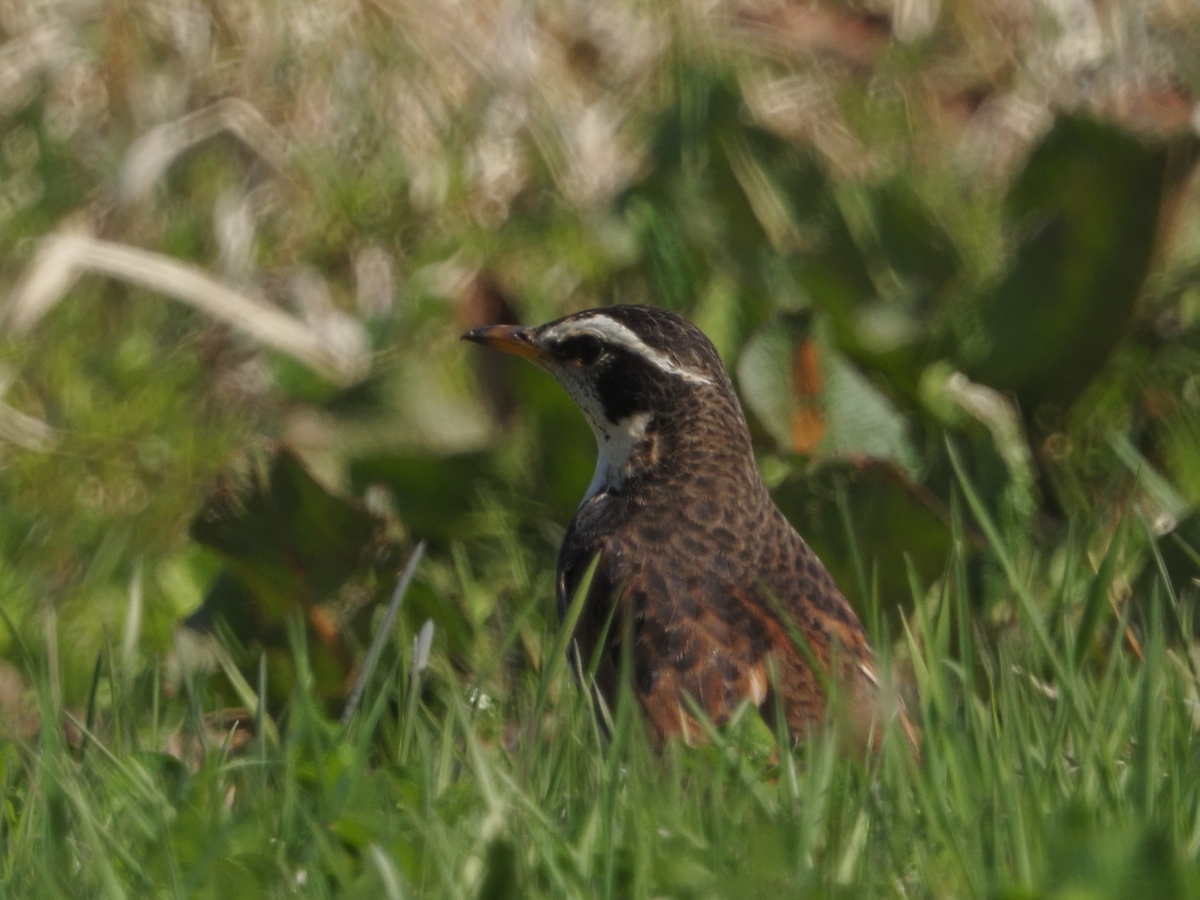 HszDGU3tpa6472's tweet photo. #ツグミ #DuskyThrush #鳥 #鳥の写真 #野鳥写真 #野鳥 https://t.co/xbfT1tQv3s