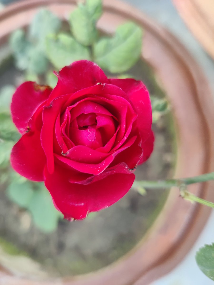 kranilkhare's tweet image. Good morning friends 🌹🙏 
Flowers #gardening #nature