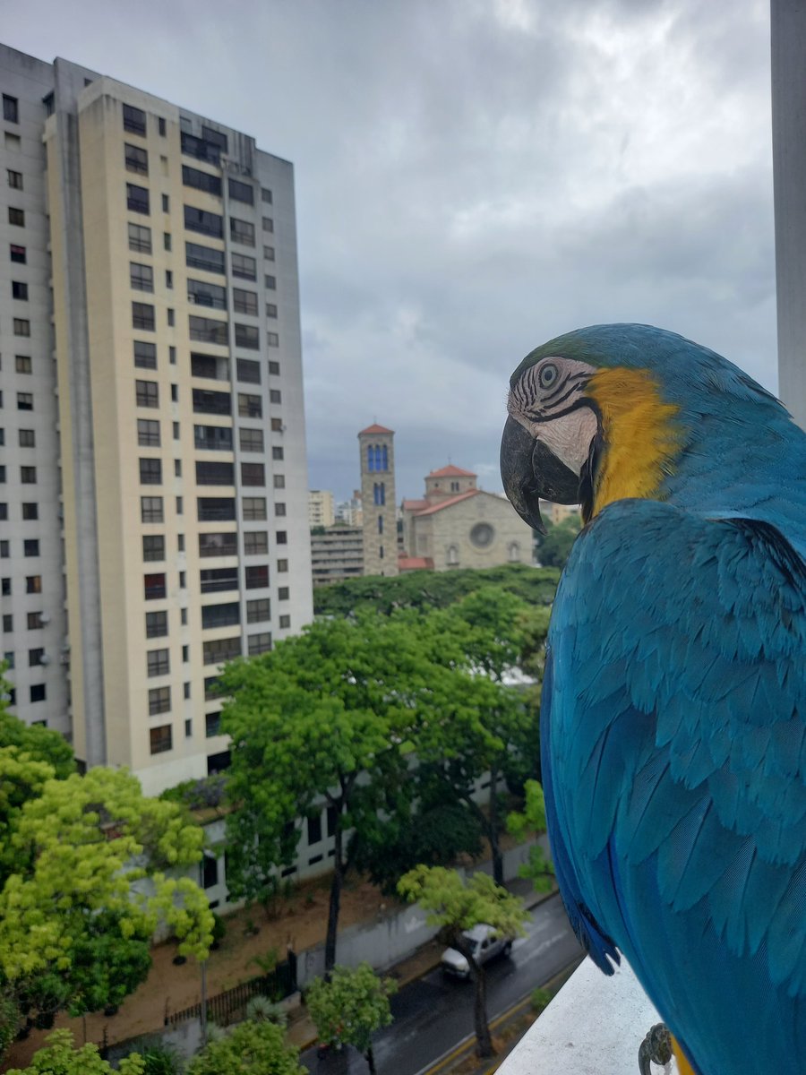 karelisjvc's tweet image. 🪶Resulta que le digo a Piolín♥️ que brinque y me hizo caso y entró al espacio, donde se la pasa Pitufo🤫🤣😅

🪶También se suman
🦜Las bebés trillizas

📸
1y2: Piolín♥️
3: belleza
4:las bebés y ellos

⤵️ 11/14

#macaw #photo #photographyisart #landscape #amor #cute #fotos #love