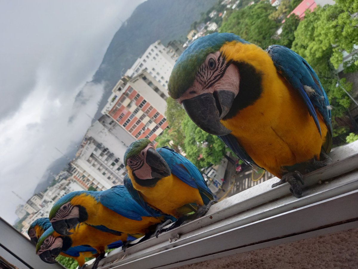 karelisjvc's tweet image. 🪶Resulta que le digo a Piolín♥️ que brinque y me hizo caso y entró al espacio, donde se la pasa Pitufo🤫🤣😅

🪶También se suman
🦜Las bebés trillizas

📸
1y2: Piolín♥️
3: belleza
4:las bebés y ellos

⤵️ 11/14

#macaw #photo #photographyisart #landscape #amor #cute #fotos #love