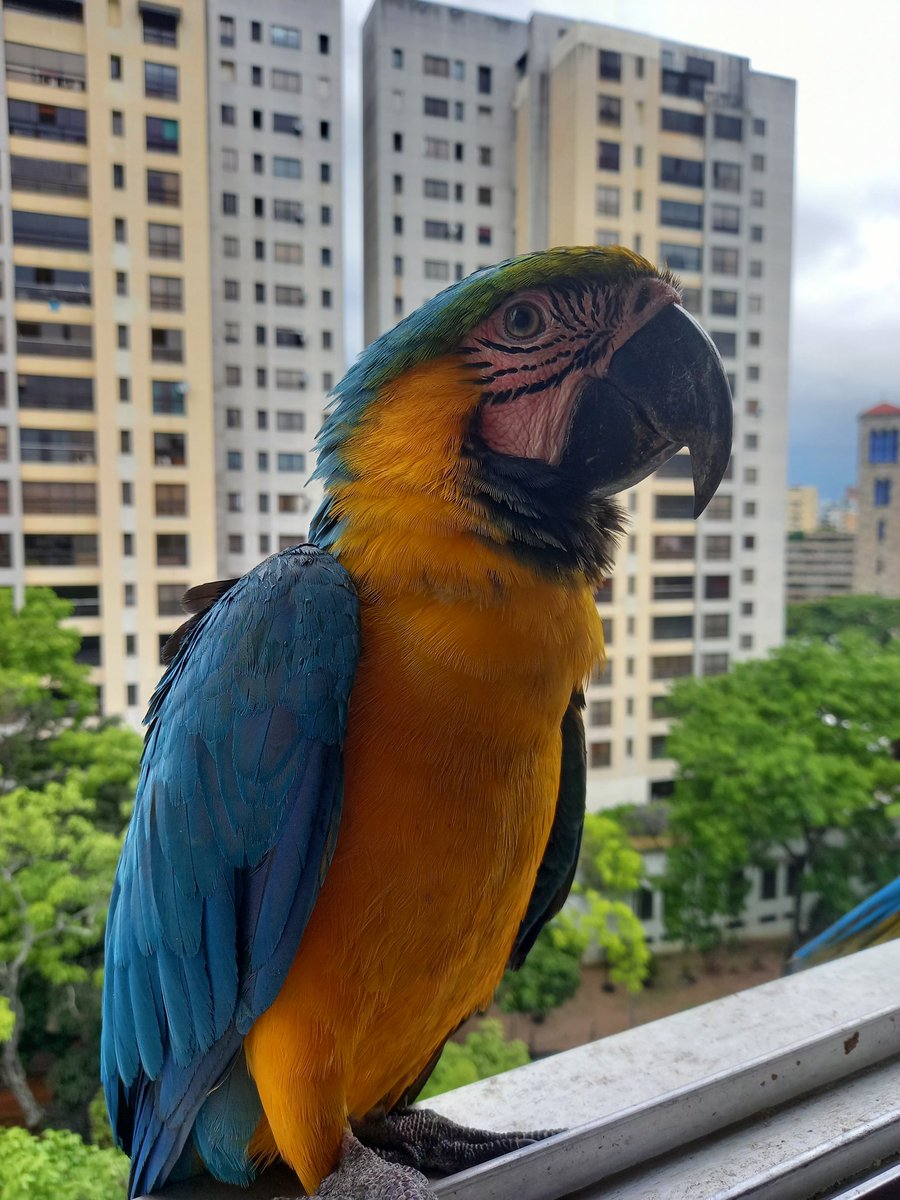 karelisjvc's tweet image. 🪶Resulta que le digo a Piolín♥️ que brinque y me hizo caso y entró al espacio, donde se la pasa Pitufo🤫🤣😅

🪶También se suman
🦜Las bebés trillizas

📸
1y2: Piolín♥️
3: belleza
4:las bebés y ellos

⤵️ 11/14

#macaw #photo #photographyisart #landscape #amor #cute #fotos #love