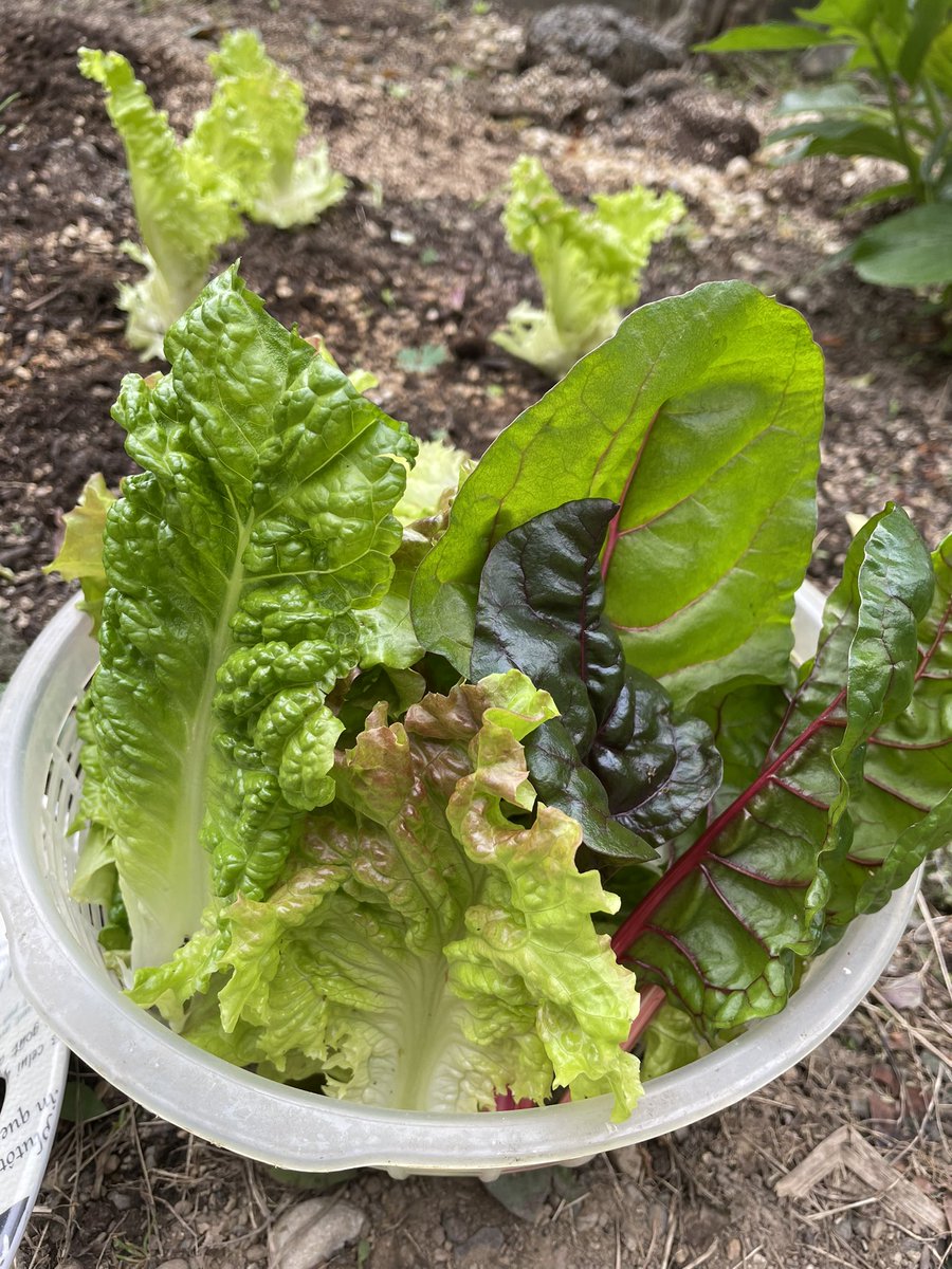cherryaoki143's tweet photo. おはようございます☀good morning🥰これは､私のすだてたの野菜です😃 https://t.co/fbDevYIonC