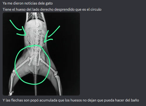Gente esto es lo q le pasa al gatico 

El dictor subió el precio de la cirugía a 18 000 pesos mexicanos, por favor ayuden sí pueden 🙏