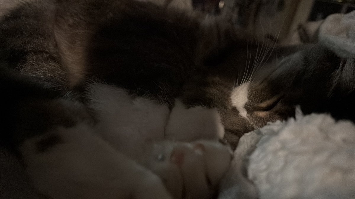 silas 𑄝 tweet media