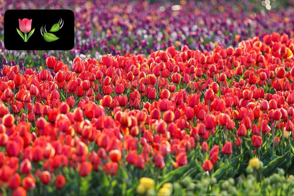 Madiha915's tweet image. Exactly true words 
Never tolerate any one 
beyond your limits 
otherwise you will be a 
foolish person 
#MorningVibes 
#TuesdayThoughts 
#GoodMorning 
🍃🌷🍃🌷🍃🌷