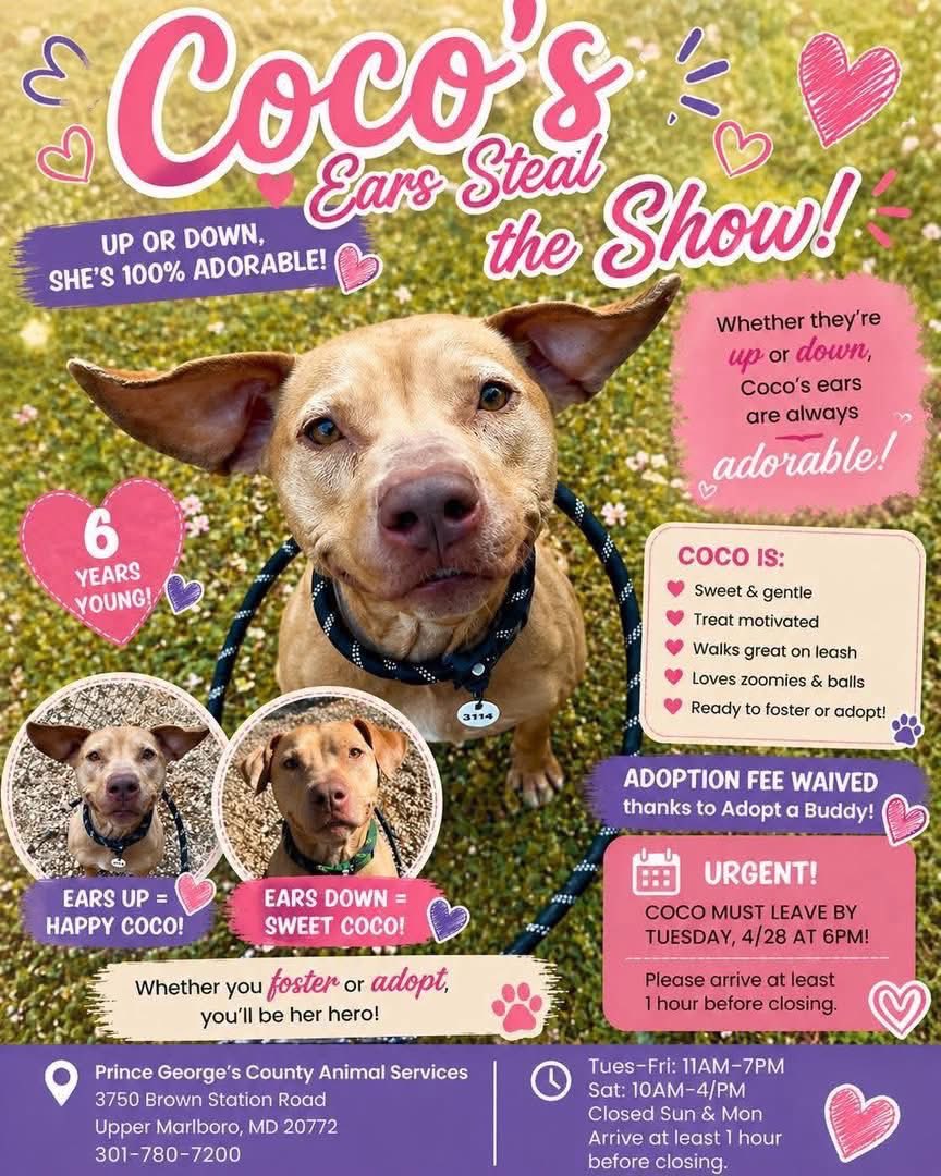 cwalter06's tweet photo. #pgcountymd #adopt #urgent #rescue 
Needs rescue by 4/28!!!
Prince George's County Animal Shelter
3750 Brown Station Rd, Upper Marlboro, MD
Hours:
Tuesday-Friday: 11 AM - 7 https://t.co/juqtGLl1wH