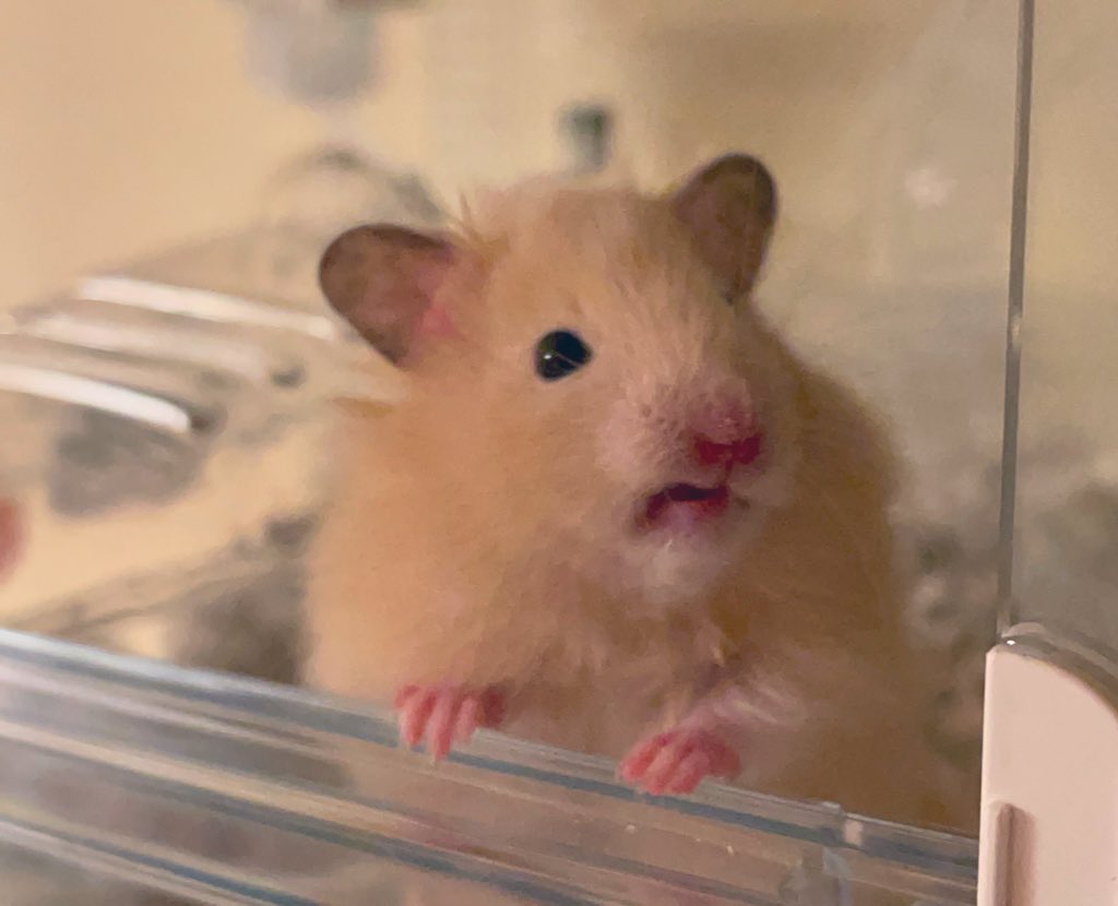 まるとむぎの日常🐹 tweet media