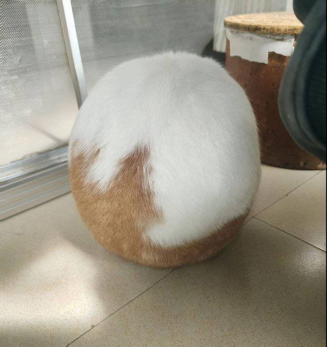 고양이는 왜 이럴까 tweet media