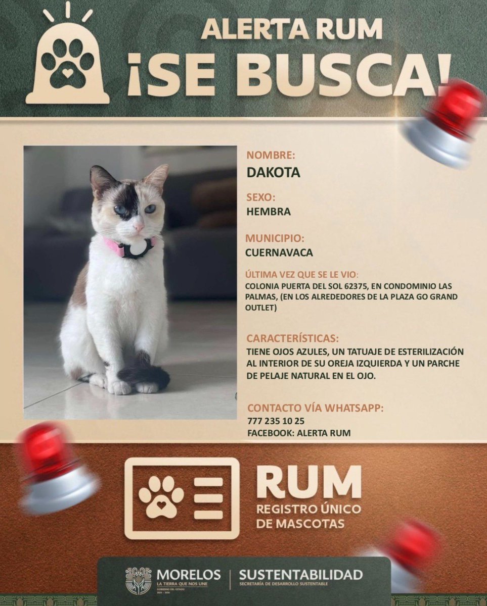 AhoraMex's tweet photo. 🐾 FORTALECE MORELOS IDENTIFICACIÓN Y LOCALIZACIÓN DE ANIMALES DE COMPAÑÍA CON REGISTRO ÚNICO

El RUM integra registro, esterilización y herramientas de búsqueda para reducir extravíos.

El Gobierno de Morelos, a través de la SDS, impulsa el Registro Único de Mascotas (RUM), un programa gratuito que permite identificar, registrar y localizar animales de compañía, fomentando la tutela responsable. 

Incluye fichas de búsqueda, registro de perros y gatos, promoción de la esterilización y participación ciudadana para reducir extravíos y facilitar su recuperación; como ejemplo, se activó la búsqueda de “Dakota”, una gatita extraviada en Cuernavaca, mostrando su funcionamiento e invitando a la población a sumarse al registro y difusión 📲. 🐾 🐶🐱