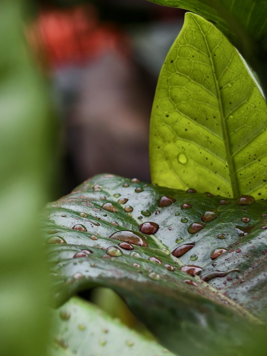 Paritosh_33's tweet image. Dirty rain water droplets..
It's raining..
Good morning..
#Tuesday